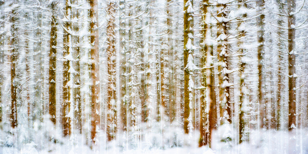FF210002 Winterwald