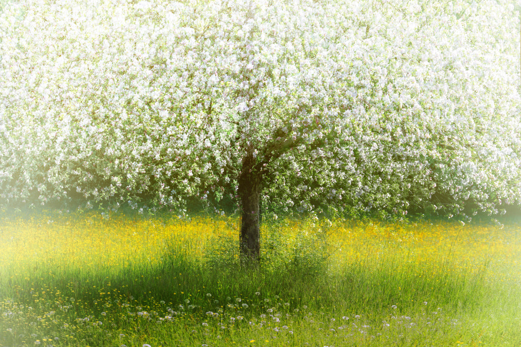 FF320004 Obstblüte