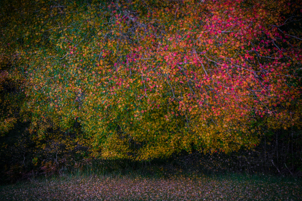 FF320007 Herbstfarben
