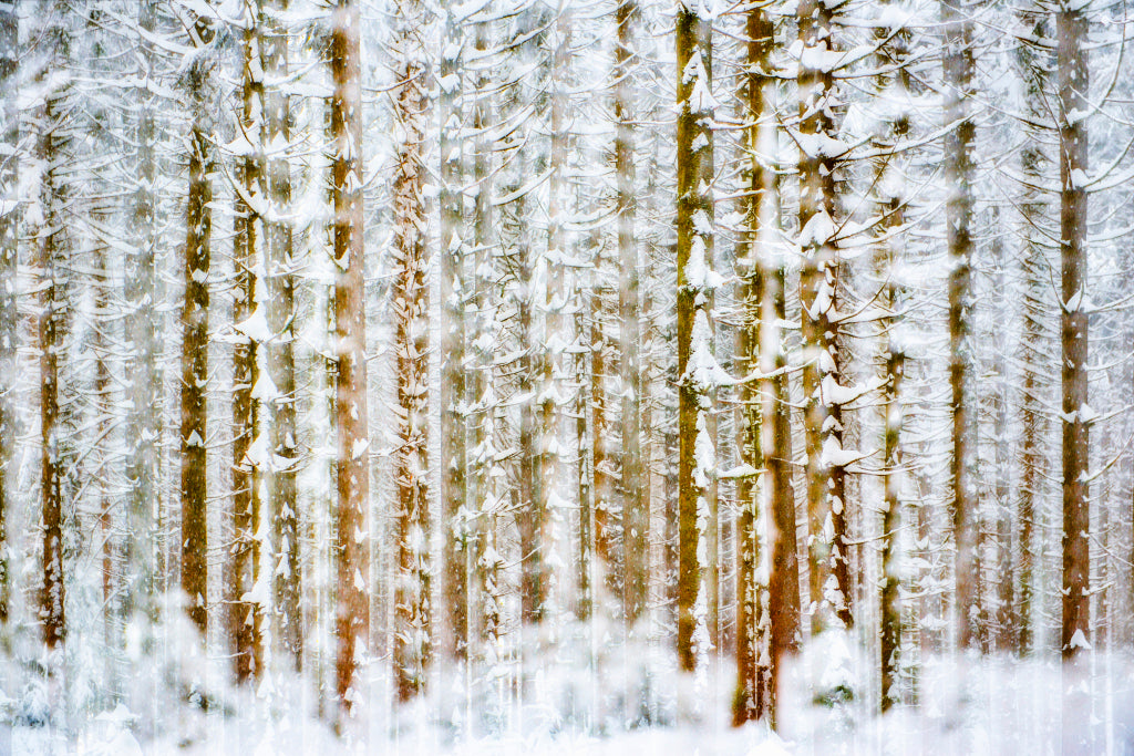 FF320011 Winterwald