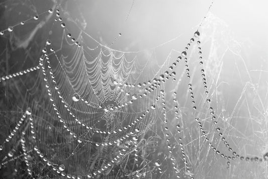 FF320012 Spinnennetze mit Tautropfen