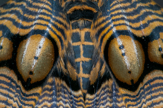 FF320017 Detail Schmetterlingsflügel