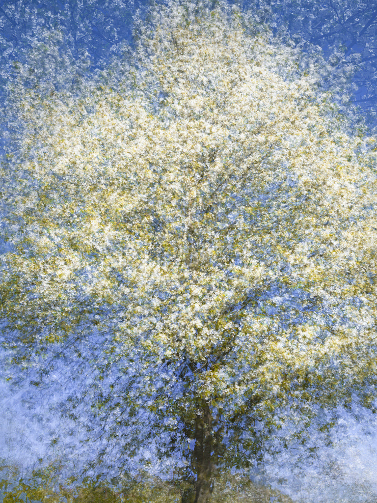FF430001 Obstblüte