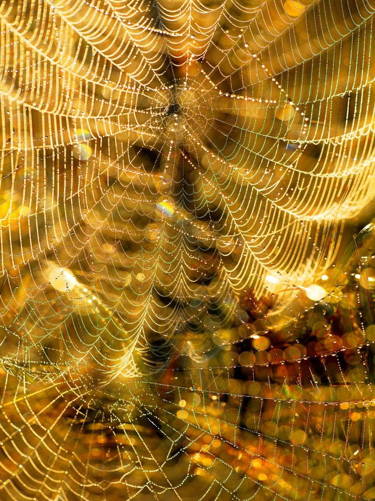 FF430008 Spinnenfäden mit Tautropfen