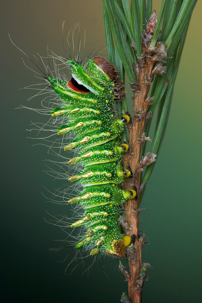 KB320004 Actias dubernardi Raupe