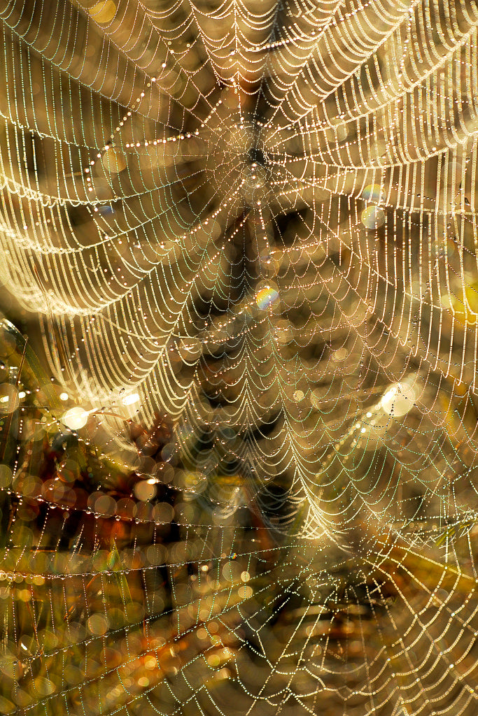 KB320053 Spinnenetze mit Morgentau
