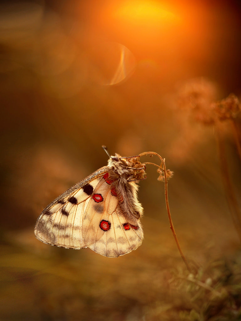 KB430005 Apollofalter im Morgenlicht