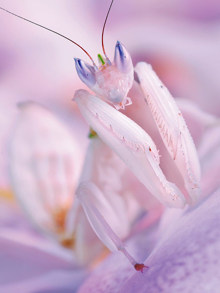 KB430008 Blütenmantis