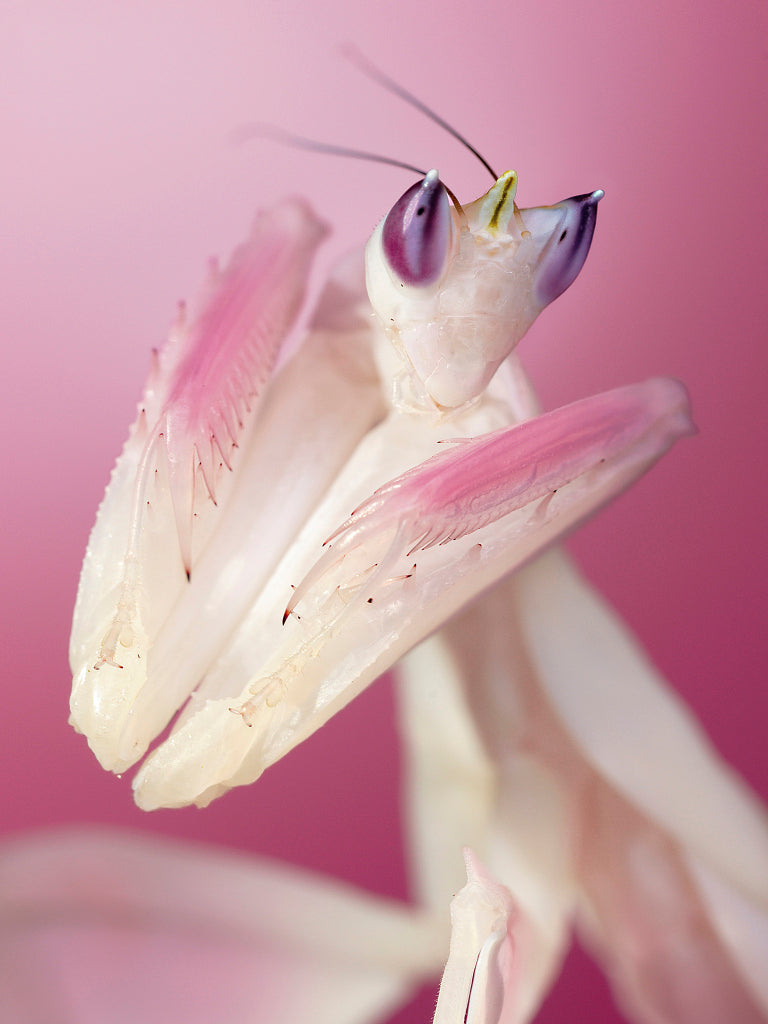 KB430009 Blütenmantis