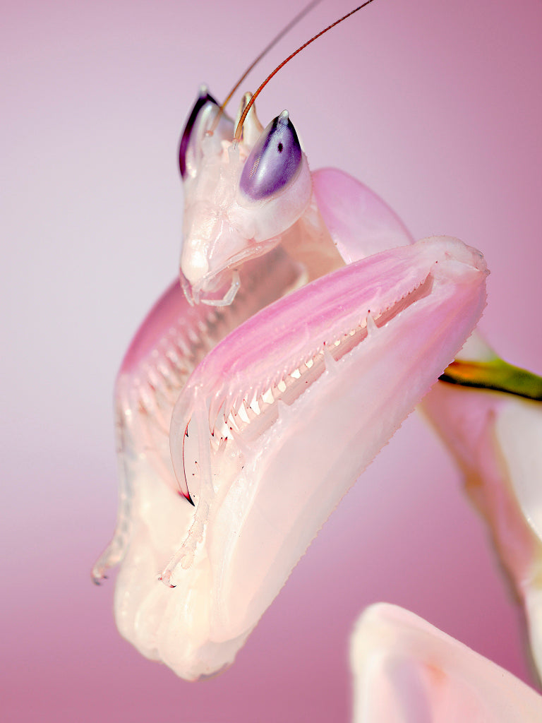 KB430010 Blütenmantis