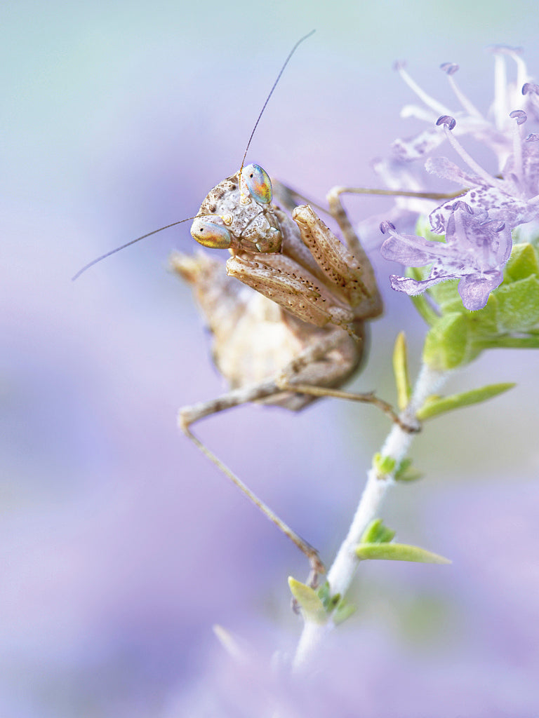 KB430019 Mantis religiosa