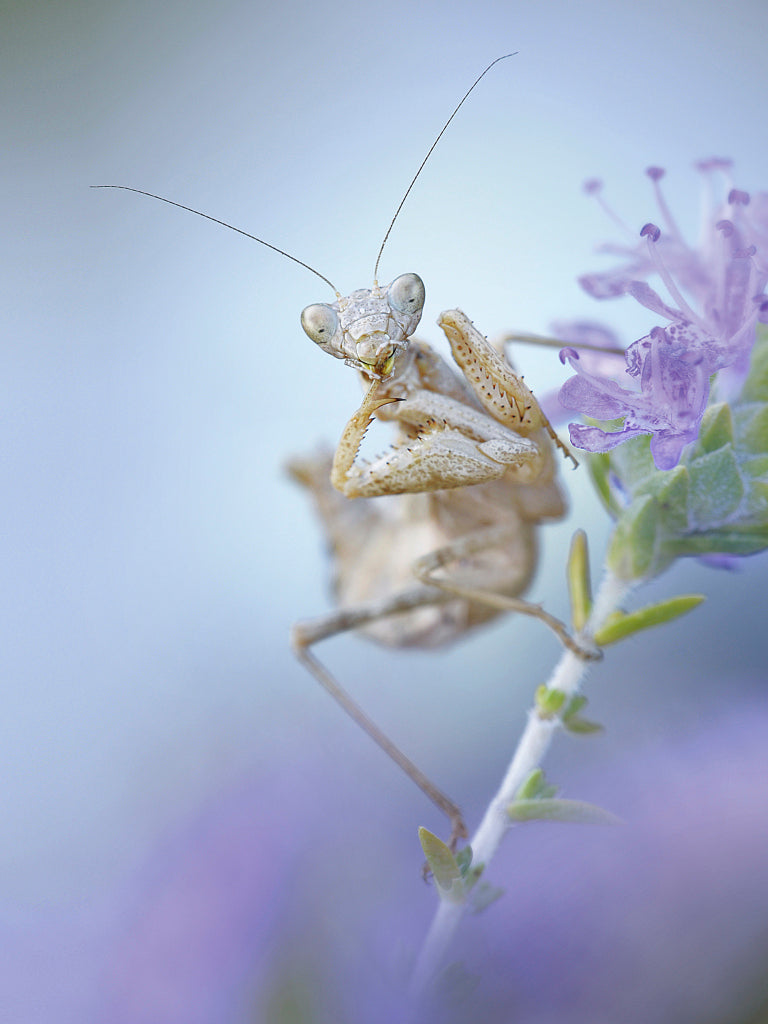 KB430020 Mantis religiosa