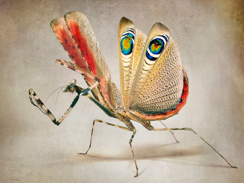 KB430023 Pfauenmantis