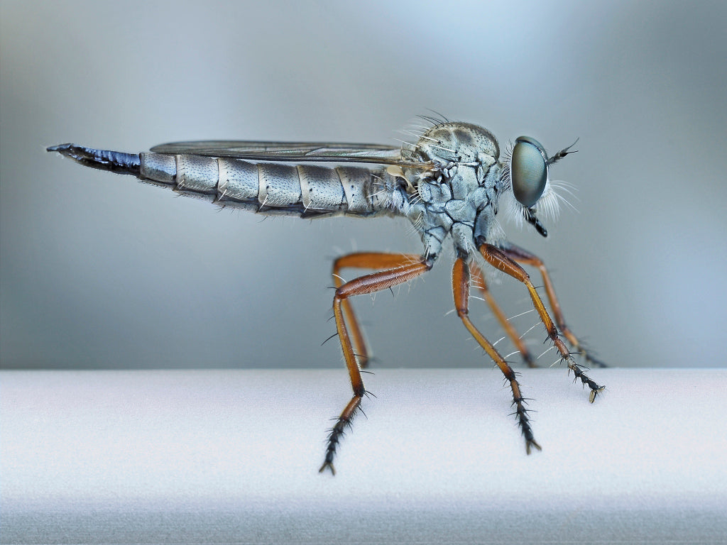 KB430025 Raubfliege