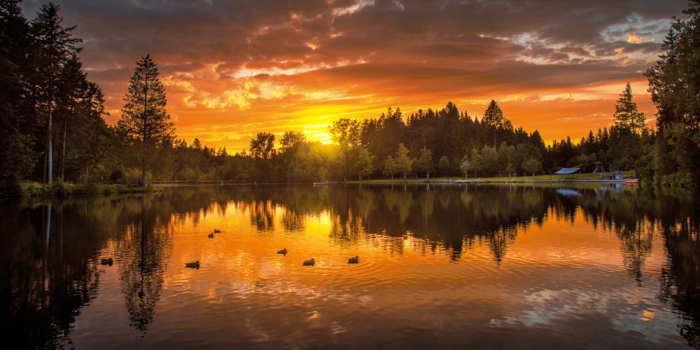 LN210015 Abendrot am Waldsee