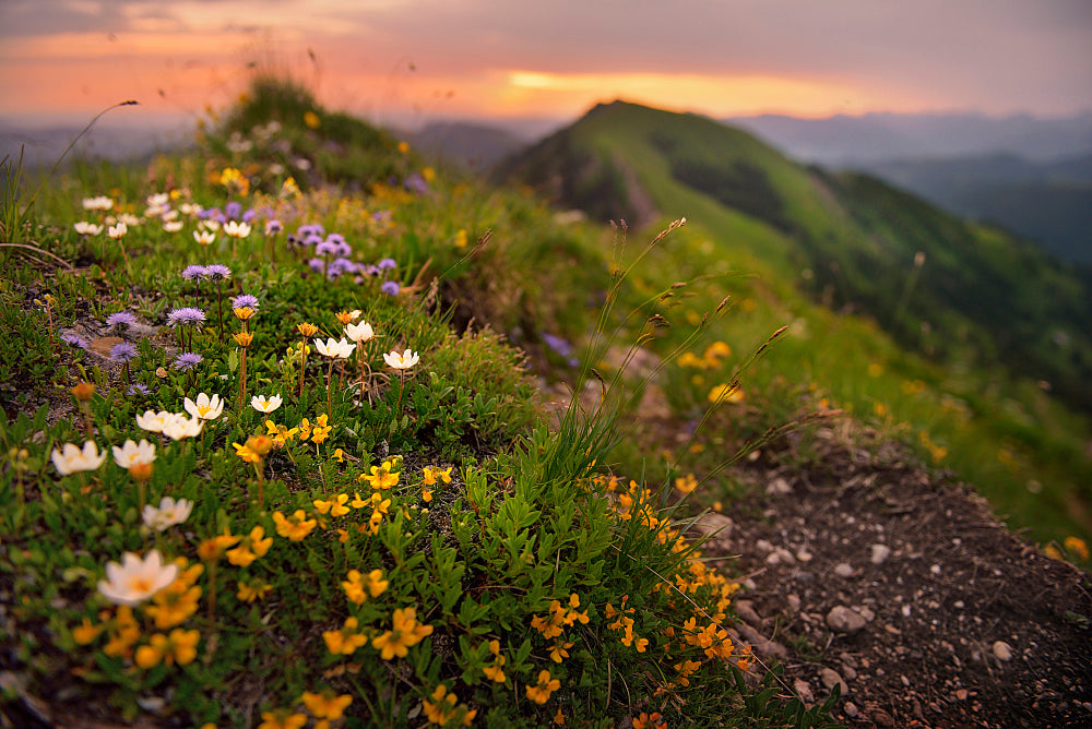 LN320005 Alpenblumen am Hochgratgipfel
