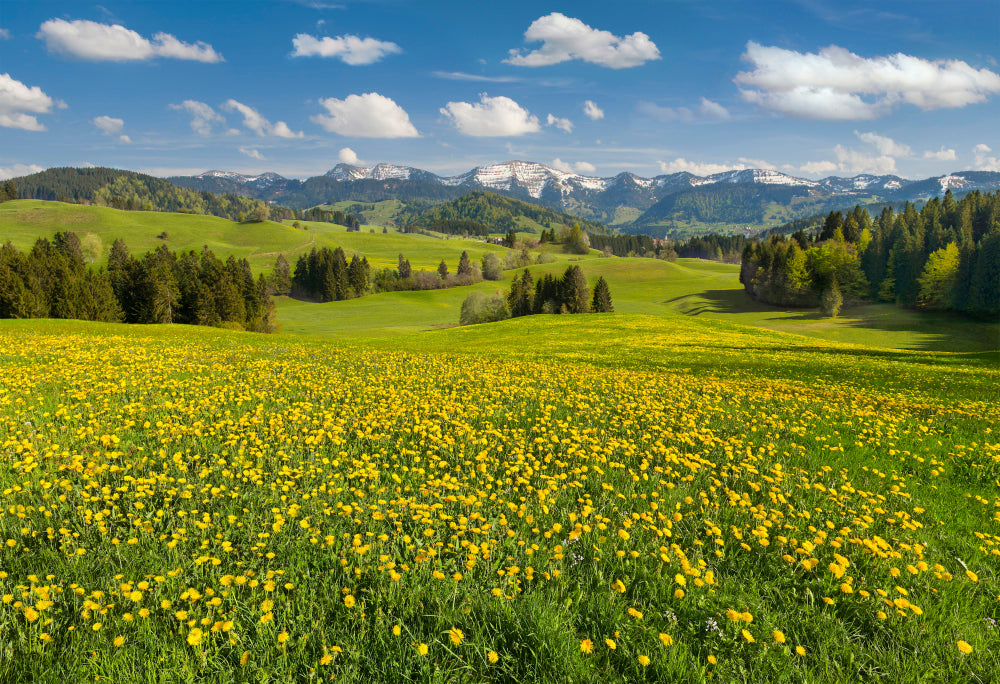 LN320006 Löwenzahnblüte im Allgäu