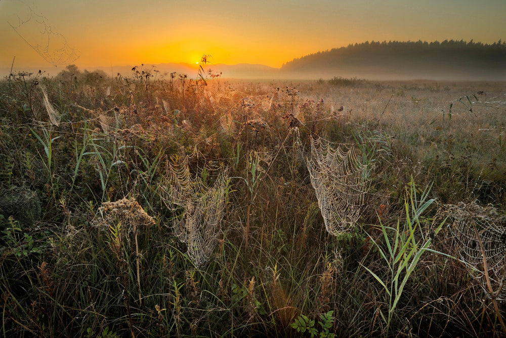 LN320011 Sonnenaufgang im Moor