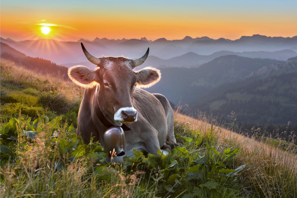 MT320017 Frühmorgens auf der Alm