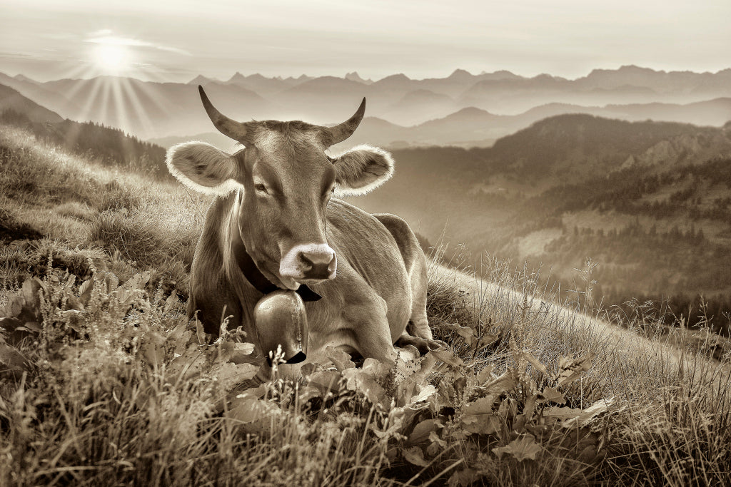 MT320018 Frühmorgens auf der Alm