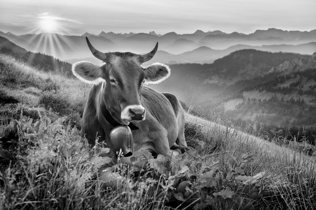 MT320019 Frühmorgens auf der Alm