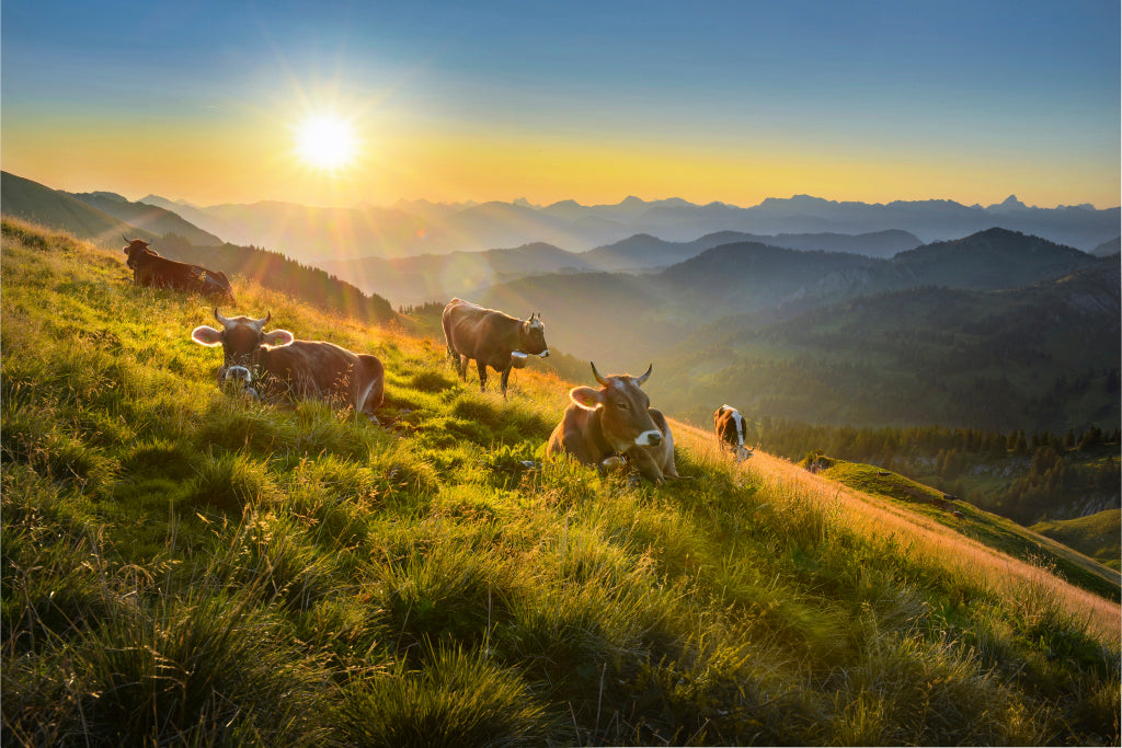 MT320023 Frühmorgens auf der Alm