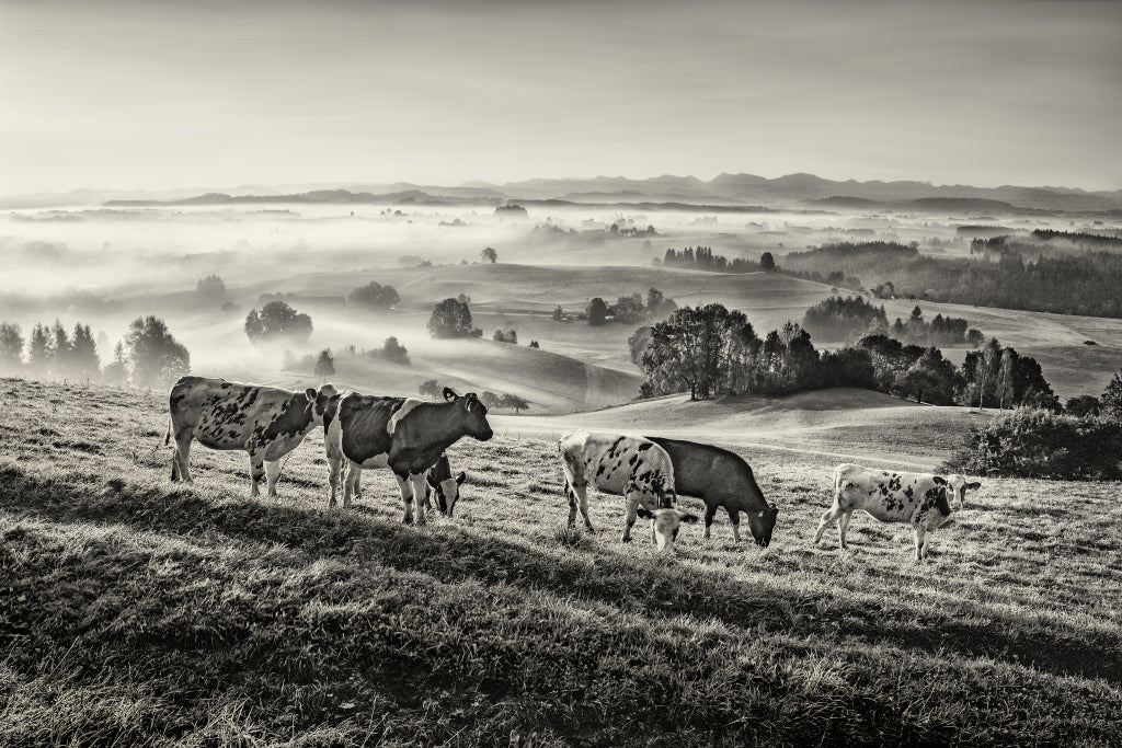 MT320031 Herbstlicher Morgen im Allgäu