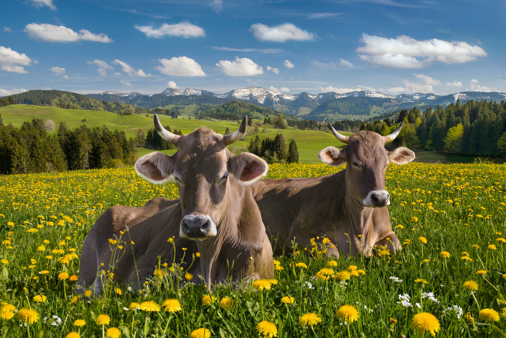 MT320032 Frühlingskühe im Allgäu