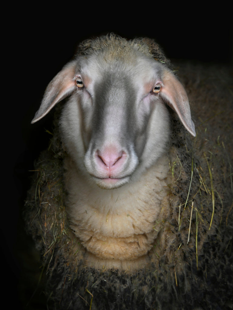 MT430012 Portrait Coburger Schaf