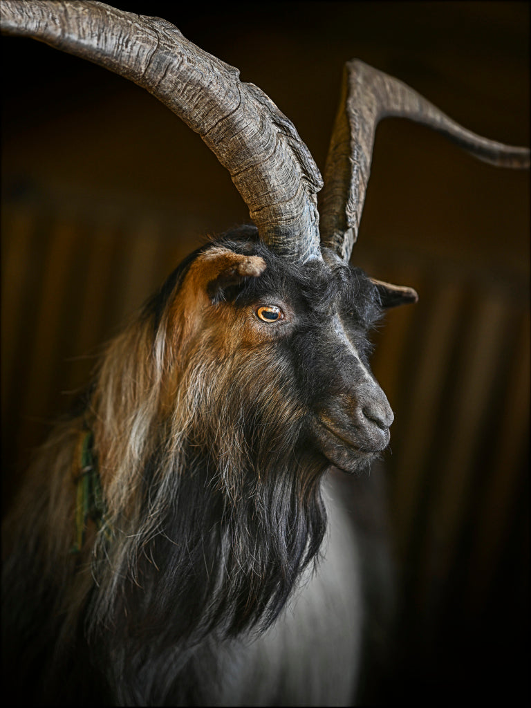 MT430023 Portrait HUPSI