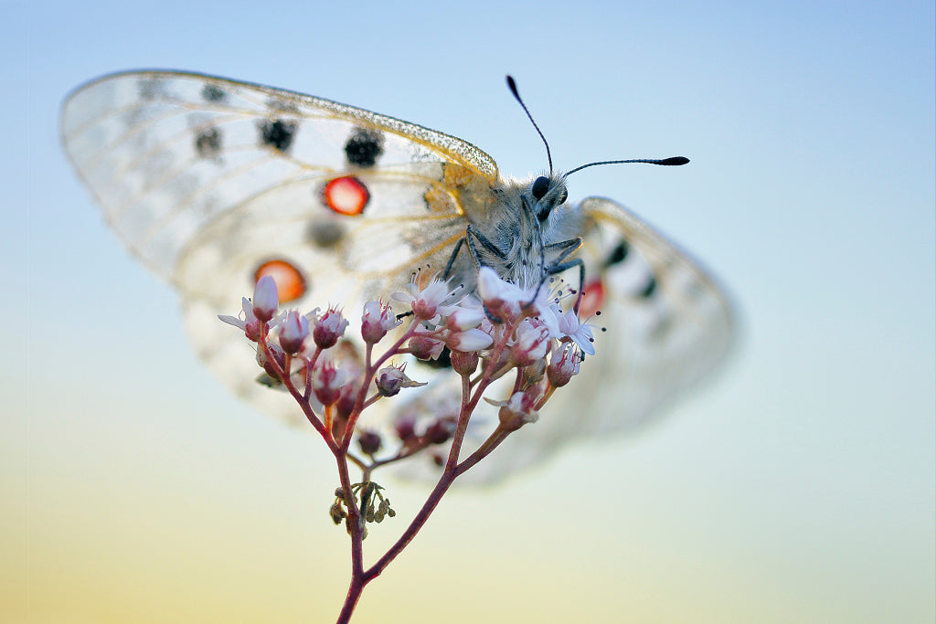 KB320006 Parnassius apollo