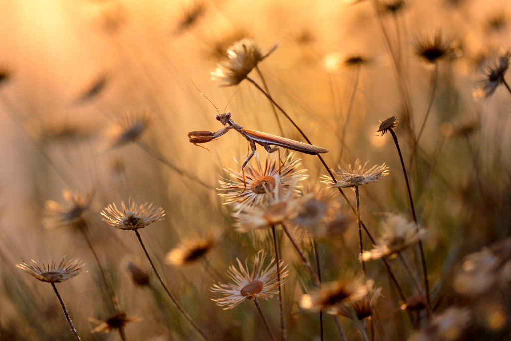 KB320029 Mantis religiosa in der Abendsonne