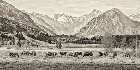 MT210002 Viehweide bei Oberstdorf