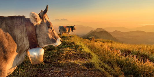 MT210003 Sommerabend auf dem Hochgrat