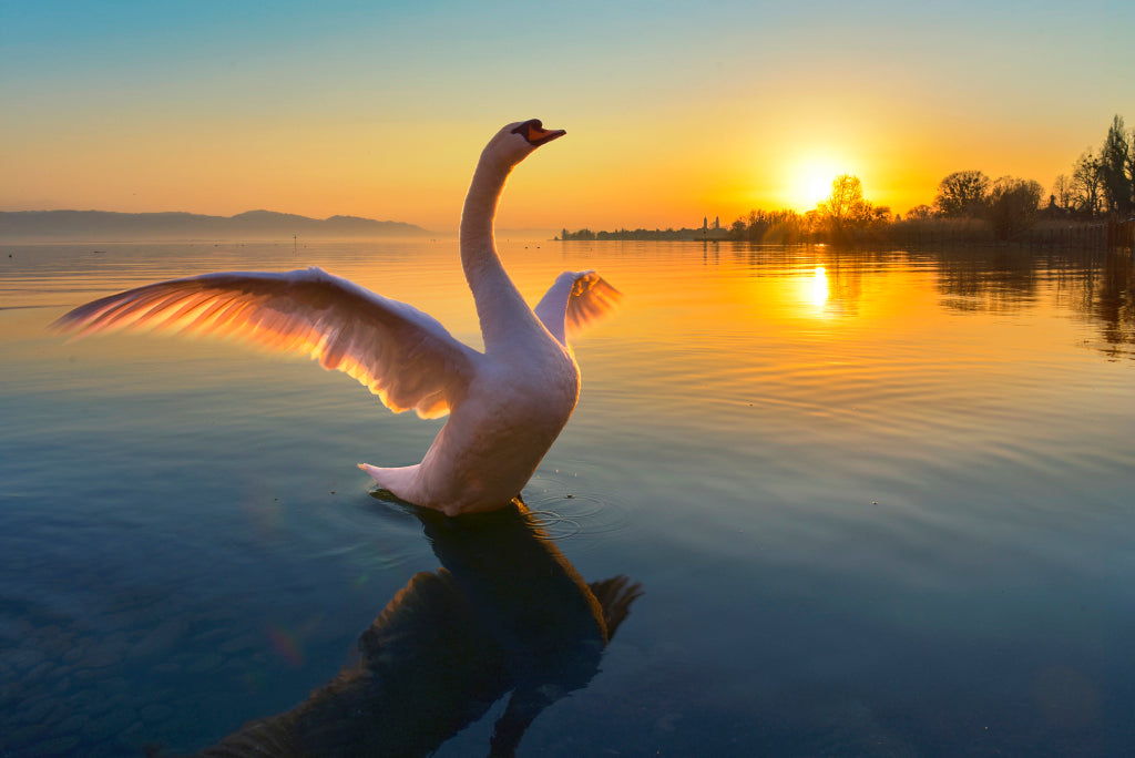 MT320001 Schwan vor Lindau im Bodensee